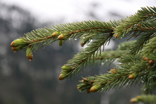 Engelmann spruce