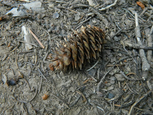 Engelmann spruce