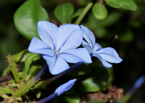 blue plumbago