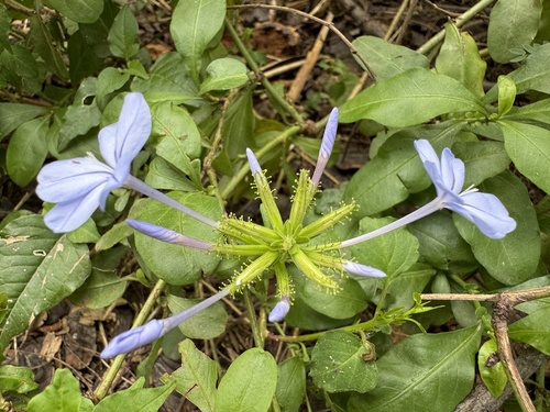 blue plumbago