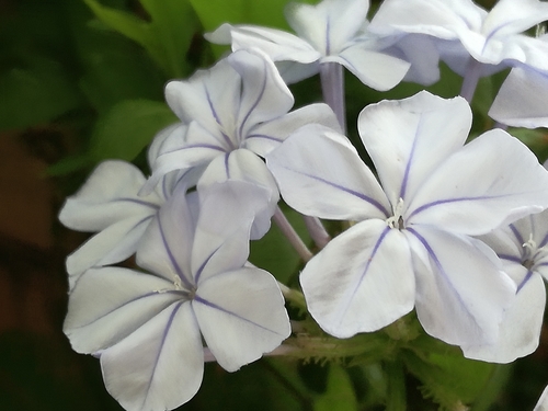 blue plumbago
