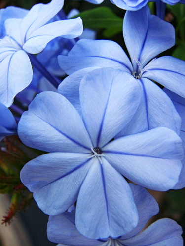 blue plumbago