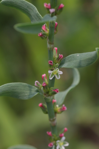 Prostrate Knotweed
