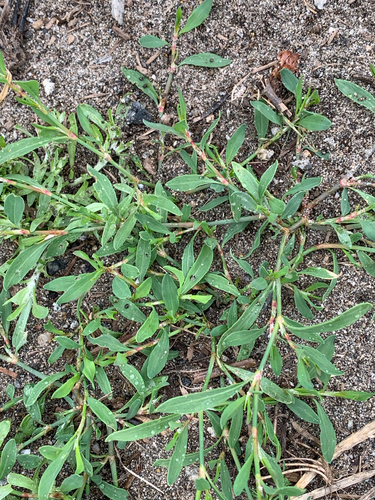 Prostrate Knotweed