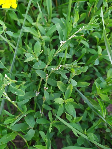 Prostrate Knotweed