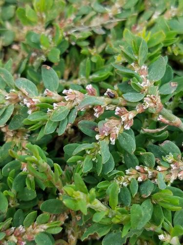 Prostrate Knotweed