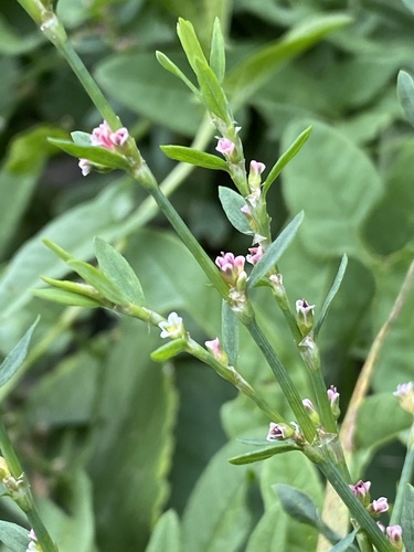 Prostrate Knotweed