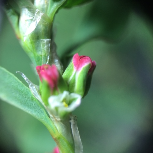 Prostrate Knotweed