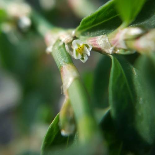 Prostrate Knotweed