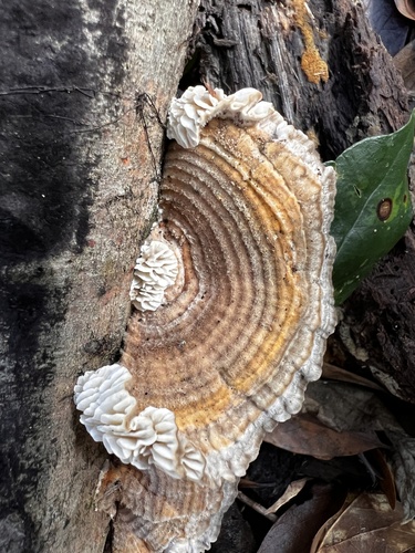 Gilled Polypore