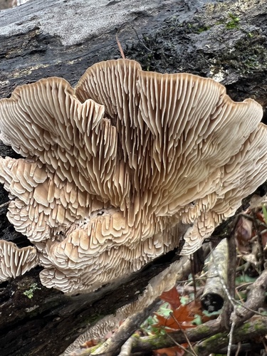 Gilled Polypore