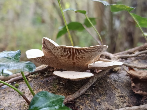Gilled Polypore