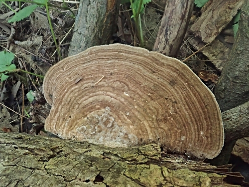 Gilled Polypore