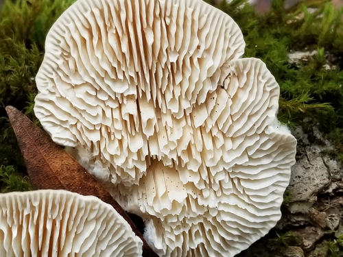 Gilled Polypore
