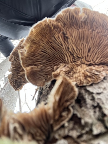 Gilled Polypore