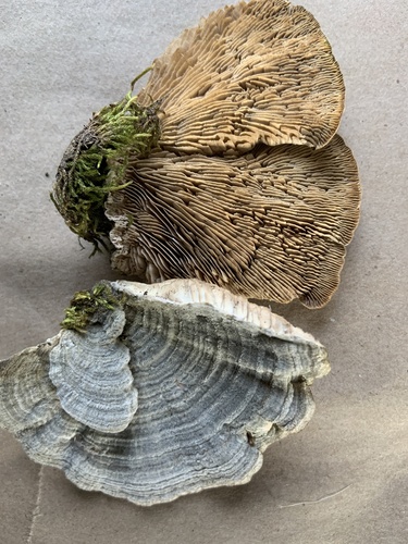 Gilled Polypore