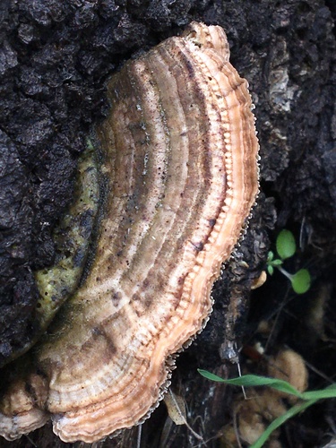 Gilled Polypore