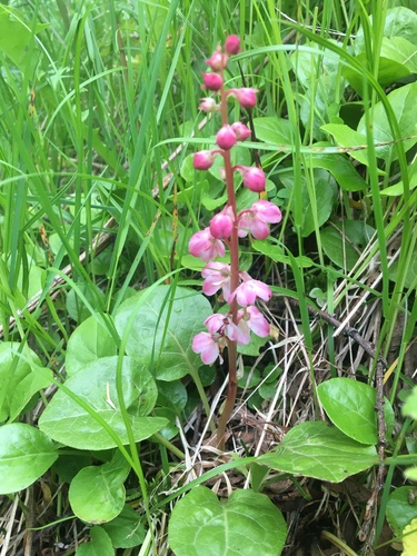 bog wintergreen