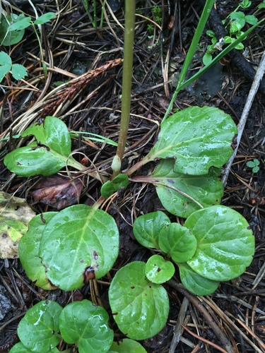 bog wintergreen