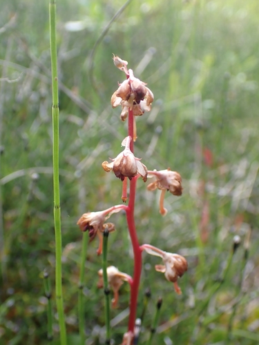 bog wintergreen