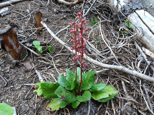 bog wintergreen