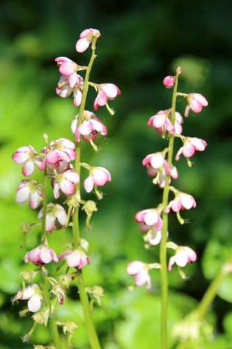 bog wintergreen