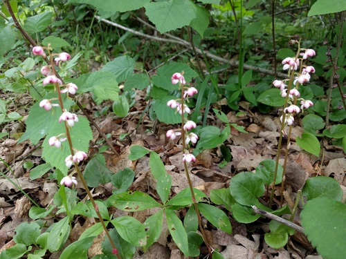 bog wintergreen