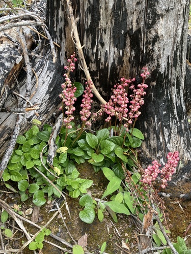 bog wintergreen
