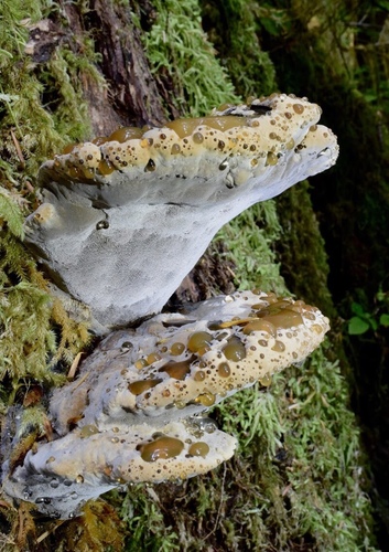 oak bracket
