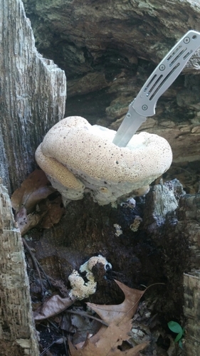 oak bracket