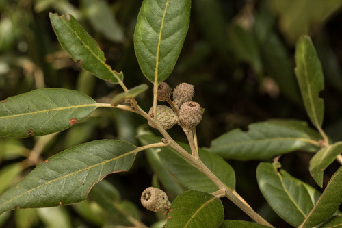 Holm oak