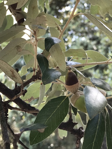 Holm oak
