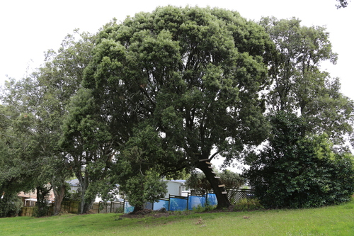 Holm oak