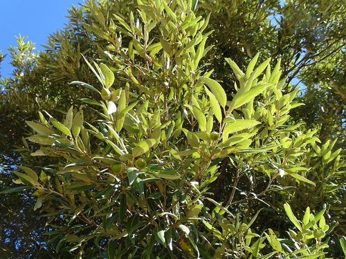 Holm oak