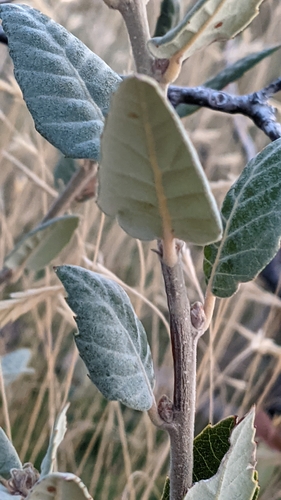 Holm oak