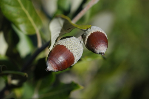 Holm oak