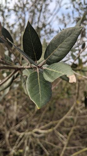 Holm oak