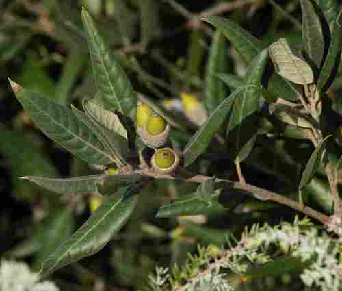 Holm oak