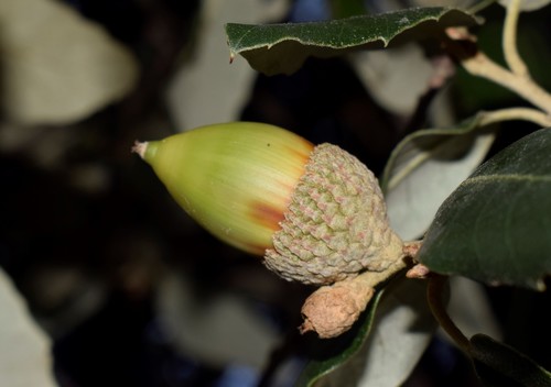 Holm oak