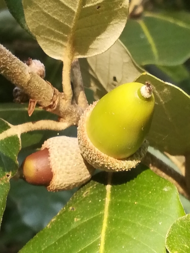 Holm oak