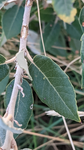 Holm oak