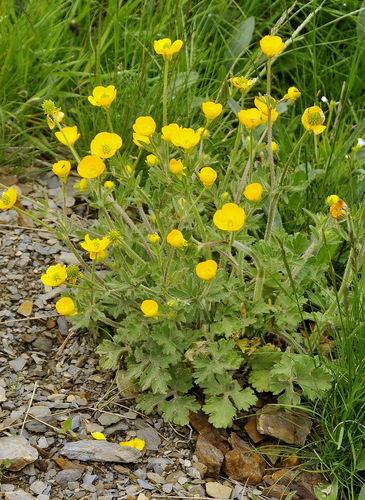 bulbous buttercup