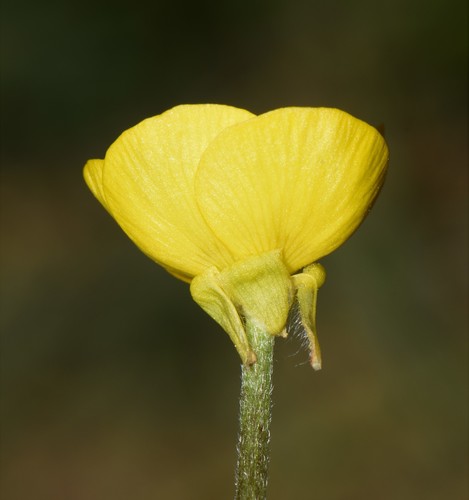 bulbous buttercup