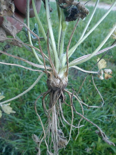 bulbous buttercup