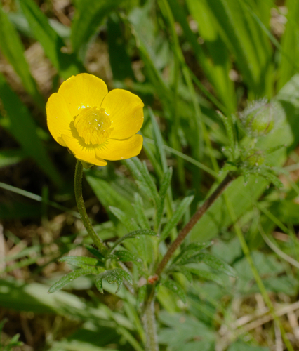 bulbous buttercup