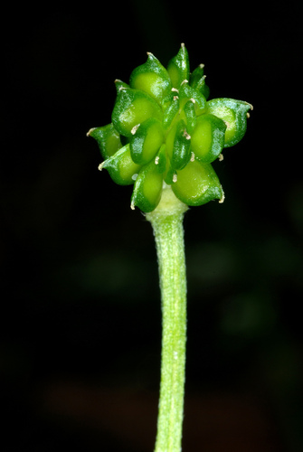 bulbous buttercup