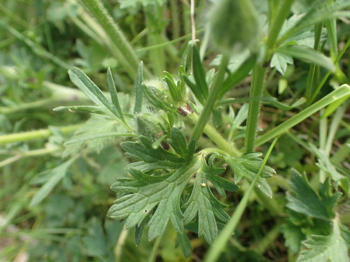 bulbous buttercup