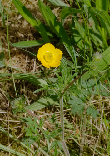 bulbous buttercup