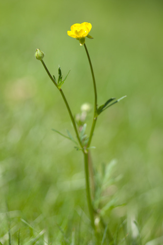 bulbous buttercup