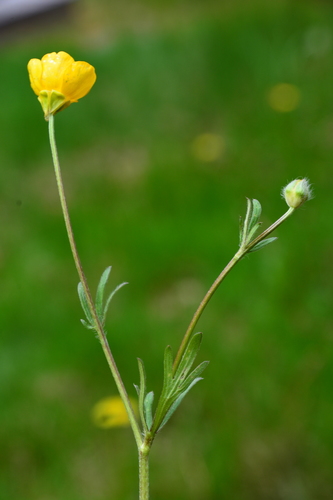bulbous buttercup